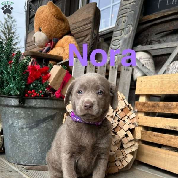 Nora, Silver Labrador Retriever Puppy